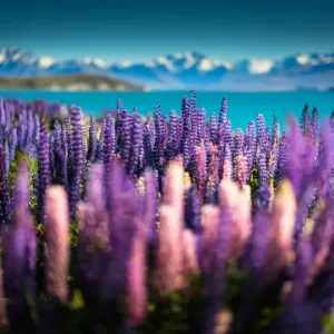 Lupin field at Lake tekapo Lupin field at Lake tekapo