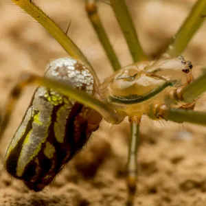 Lynx spider