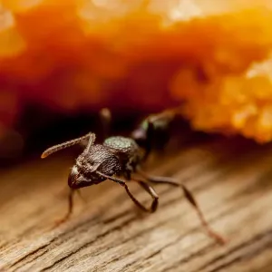 Macro ant and cake Macro ant and cake