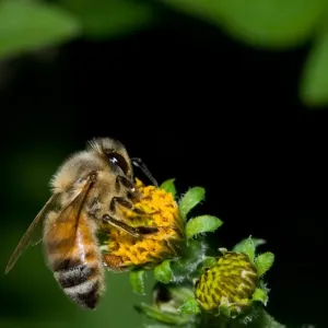 Macro of an Honey bee on a flower Macro of an Honey bee on a flower