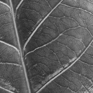 A macro image of a leaf showing all the veinsin black and white