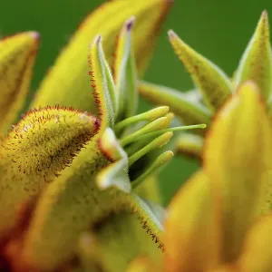 Macro image of the open flower of a Kangaroo Paw (Anigozanthos) Macro image of the open flower of a Kangaroo Paw (Anigozanthos)