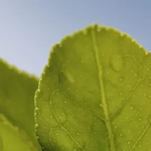 Australian Views Print: Macro Leaf (Macro) Australian Views Print: Macro Leaf (Macro)