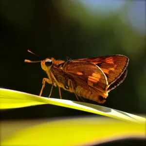 Macro Magic Moth