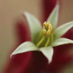 Macro Nature Photography
