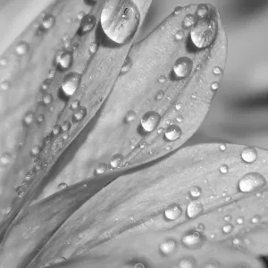 Macro Petals with Dewdrops