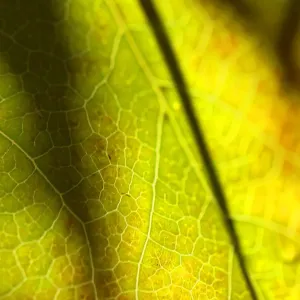 Australian Leaf Vein Print Australian Leaf Vein Print
