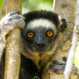 Madagascar lemur close up eye contact