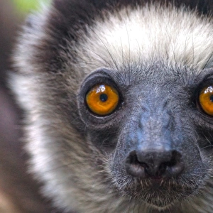 Madagascar lemur face close up eye contact