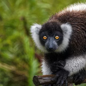 Madagascar lemur looking at camera