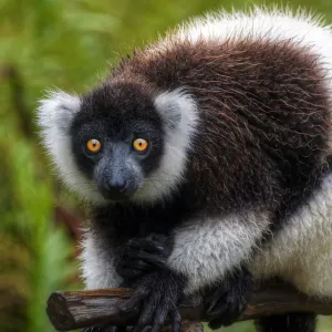 Madagascar Lemur Print
