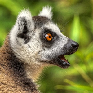 Madagascar Ring-Tailed Lemur close up