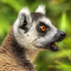 Madagascar Ring-Tailed Lemur Print