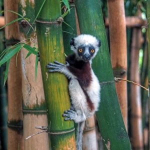Madagascar Sifaka baby lemur