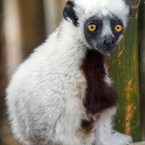 Madagascar Sifaka lemur cute tiny baby