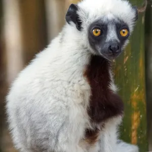 Madagascar Sifaka lemur cute tiny baby