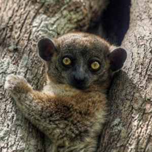 Madagascar tiny lemur looking at camera