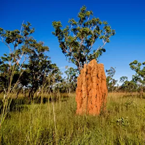 Magnetic Termite Mound, Nitmiluk National Park, Northern Territory, Australia