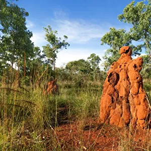 Magnetic Termite Mound, Nitmiluk National Park, Northern Territory, Australia