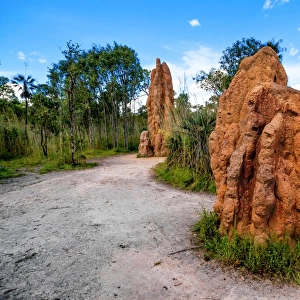 Magnetic Termite Mounds, Litchfield National Park, North Territory, Australia
