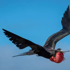 Magnificent Frigatebird in flight with red gular pouch and twig in beak Magnificent Frigatebird in flight with red gular pouch and twig in beak