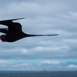 Magnificent Frigatebirds in flight, GalAapagos Islands