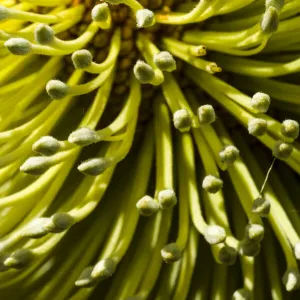 The magnificent yellow flowering head of a Banksia shrub