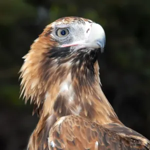 Majestic