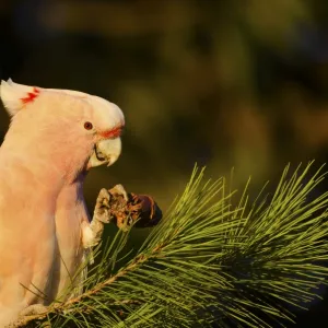 Major mitchell cockatoo eating pine cone