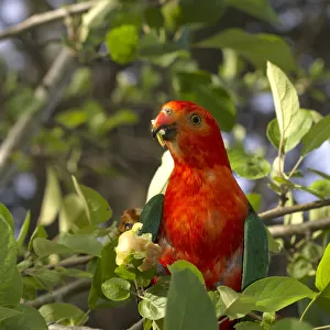 Male Australia King Parrot ( Alisterus scapularis) eating fruit off a tree