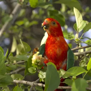Male Australia King Parrot ( Alisterus scapularis) eating fruit off a tree Male Australia King Parrot ( Alisterus scapularis) eating fruit off a tree