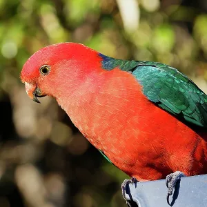 Male Australian King-Parrot (Alisterus scapularis) in Lamington National Park