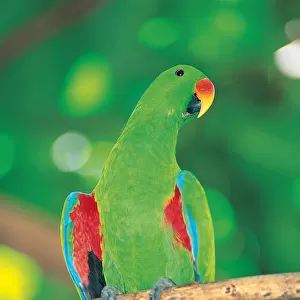 Male Eclectus Parrot, Queensland, Australia