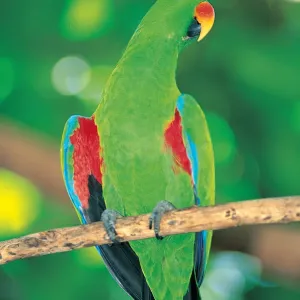Male Eclectus Parrot, Queensland, Australia
