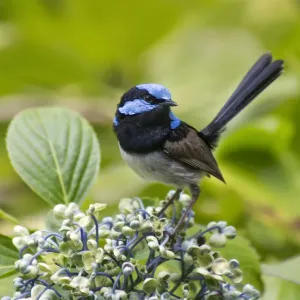 Male Fairy Wren on a Flower Male Fairy Wren on a Flower