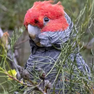 Male Gang Gang Cockatoo (Callocephalon fimbriatum) hiding in a bush Male Gang Gang Cockatoo (Callocephalon fimbriatum) hiding in a bush