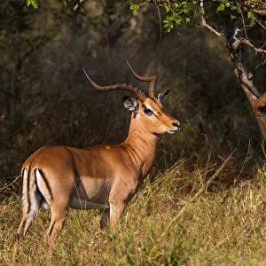 A Male Impala with Lyre-Shaped Horns, White Tail and Several Black Markings, Kruger National Park, South Africa