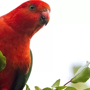 Male King Parrot on a branch with a white background