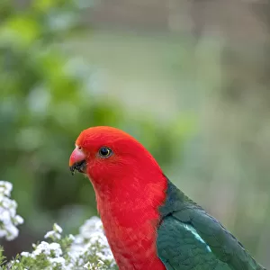 Male King Parrot on a Diosma Bush