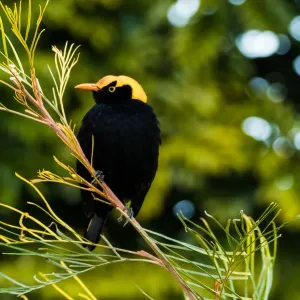 Male regent bowerbird