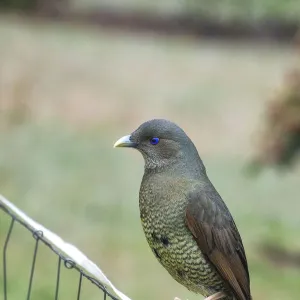 Male Satin Bower bird on fence