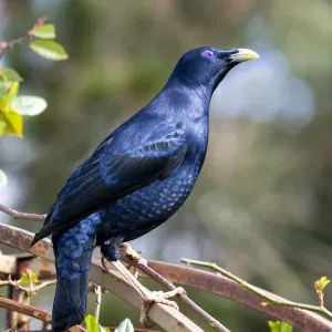 Male Satin Bower Bird sitting on top of a rose arch Male Satin Bower Bird sitting on top of a rose arch