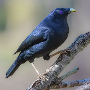 Male Satin Bowerbird