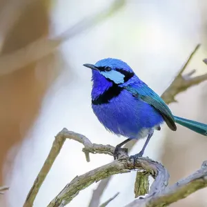 Male Splendid Fairywren, Blue Wren - Malurus splendens Male Splendid Fairywren, Blue Wren - Malurus splendens