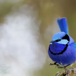 Male Splendid Fairywren, Blue Wren - Malurus splendens Male Splendid Fairywren, Blue Wren - Malurus splendens