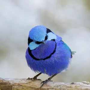 Male Splendid Fairywren, Blue Wren - Malurus splendens