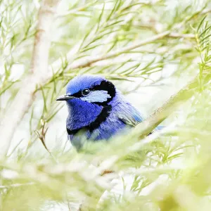 Male Splendid Fairywren - Malurus splendens Male Splendid Fairywren - Malurus splendens