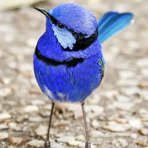 Male Splendid Fairywren - Malurus splendens Male Splendid Fairywren - Malurus splendens