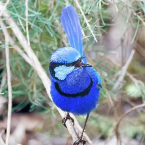 Male Splendid Fairywren - Malurus splendens Male Splendid Fairywren - Malurus splendens