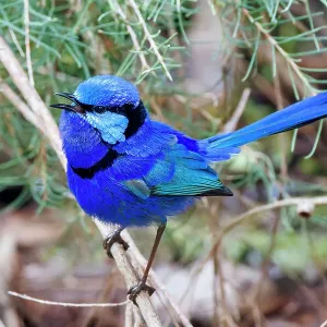 Male Splendid Fairywren - Malurus splendens Male Splendid Fairywren - Malurus splendens